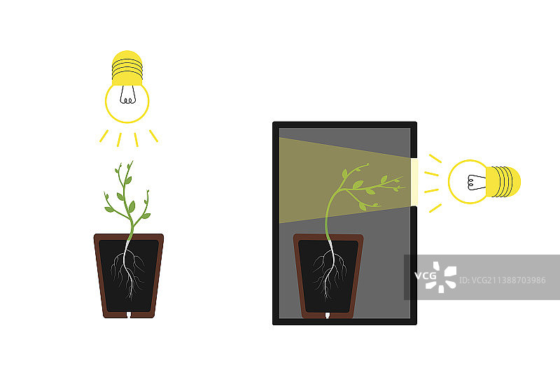 植物向光性图片素材