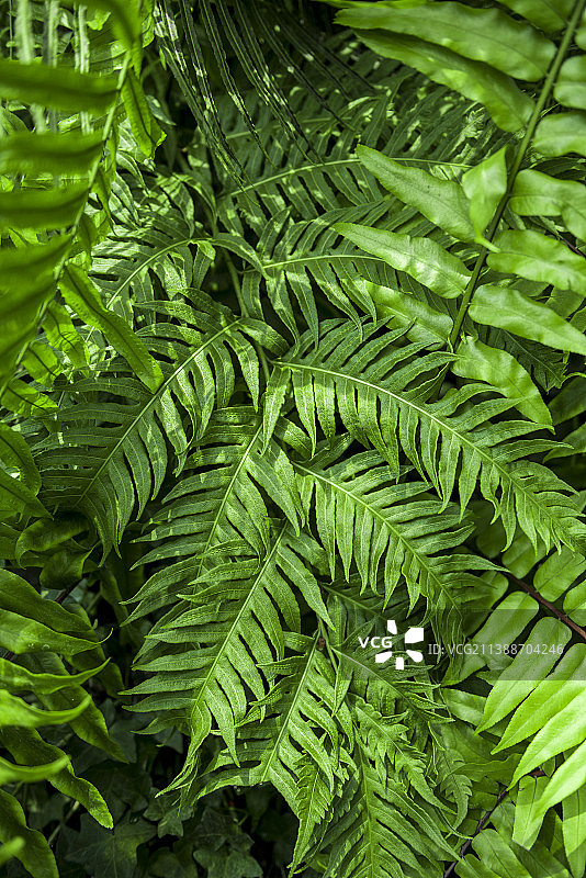 蕨类 乌毛蕨图片素材