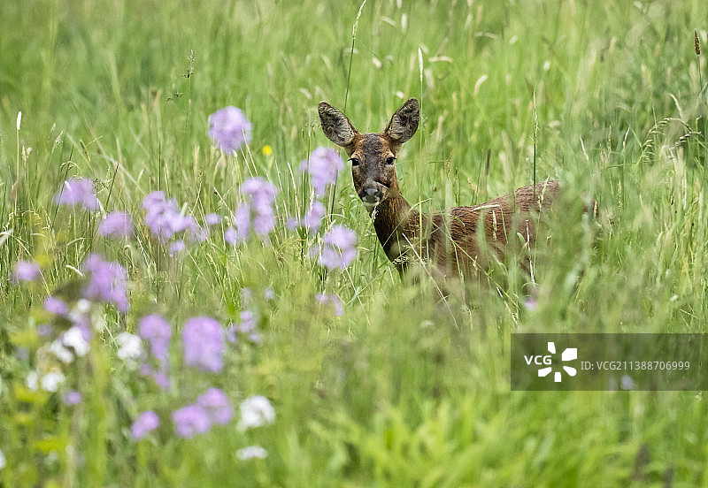 英国湖区安布尔赛德的雌性狍图片素材
