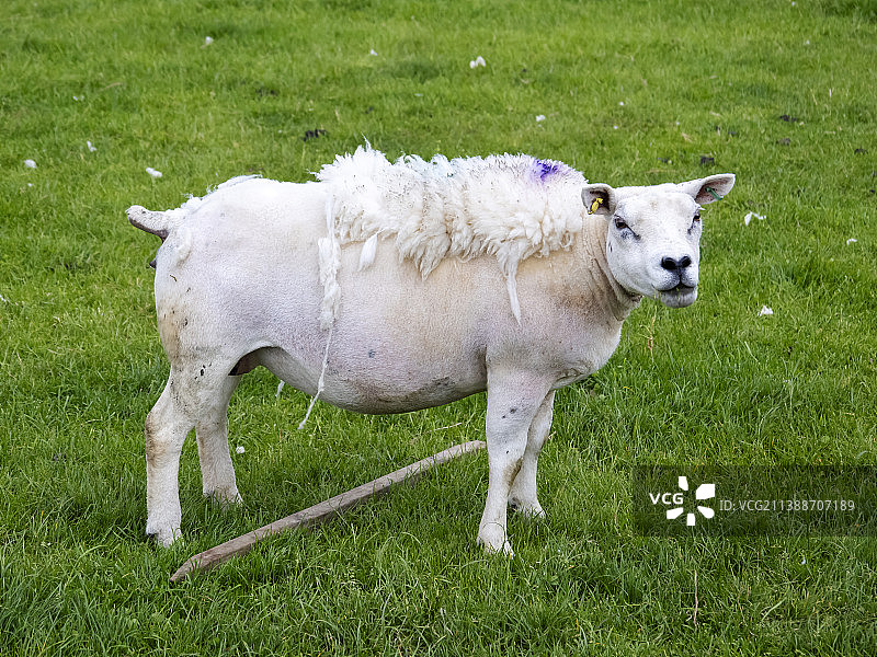 约克郡山谷奥斯特威克一只正在脱毛的泰克塞尔绵羊图片素材