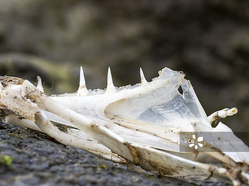 英国安布尔赛德的梭鱼颌骨图片素材