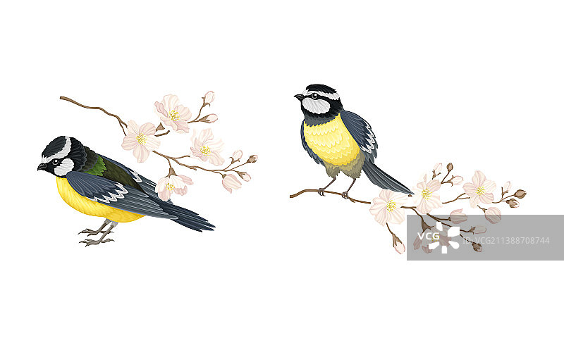 卡通风格的树枝山雀图片素材