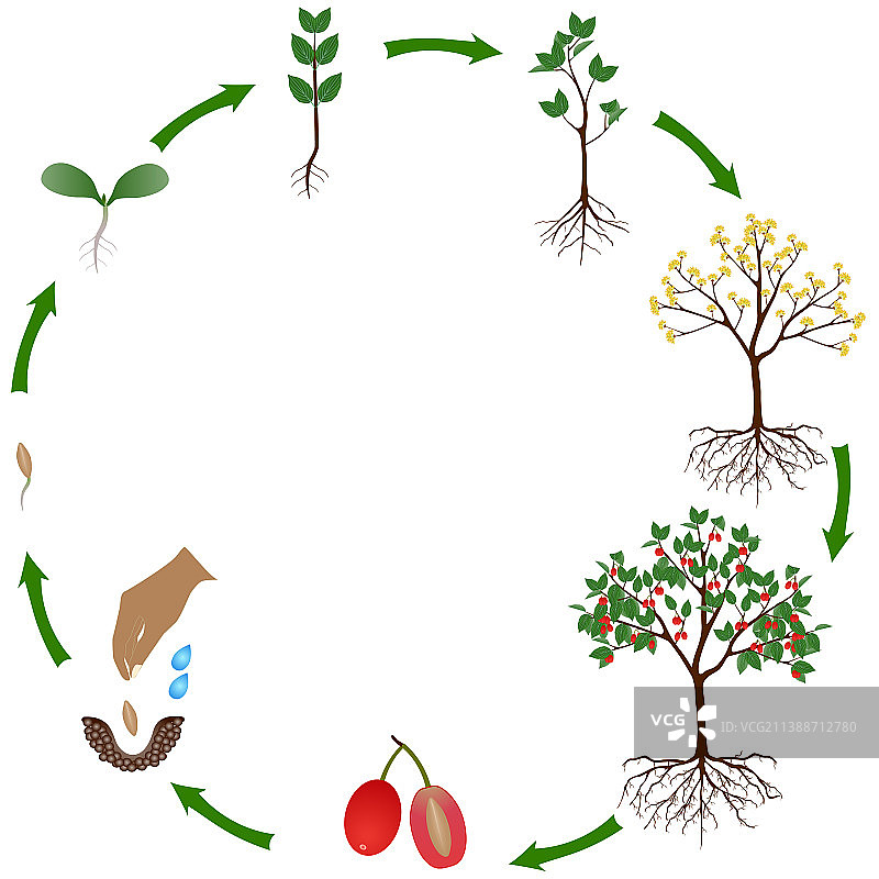 山茱萸植物的生命周期图片素材