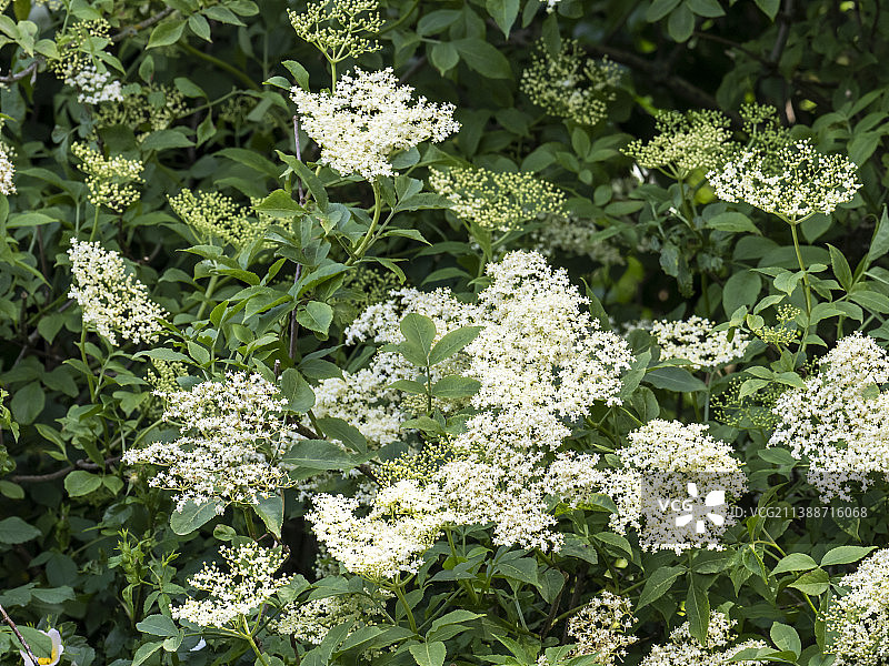英国兰开夏普雷斯顿布罗克霍尔自然保护区的接骨木花图片素材