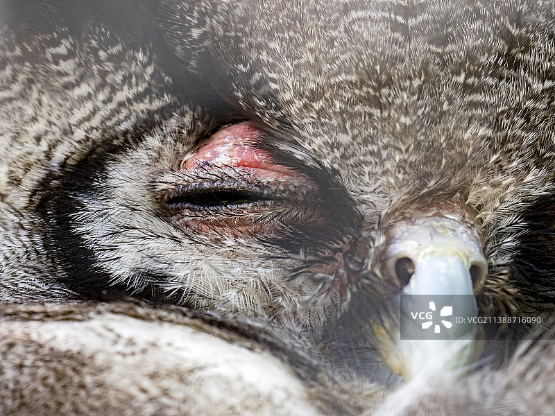 兰开夏郡猛禽保护区的非洲雕鸮图片素材