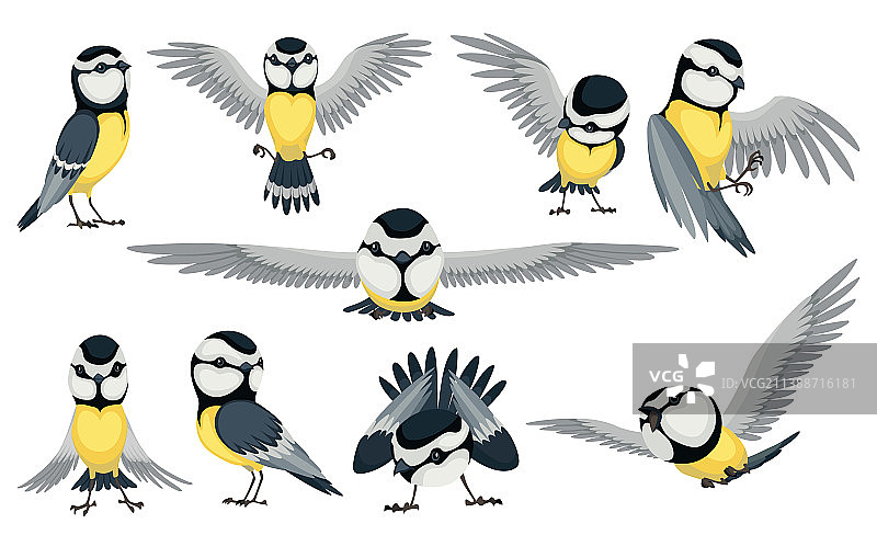 不同姿势的山雀图片素材