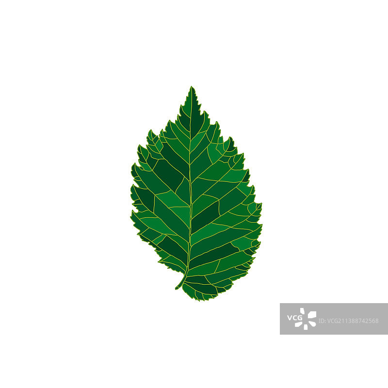 白色背景上的绿色榆树叶轮廓剪影图片素材