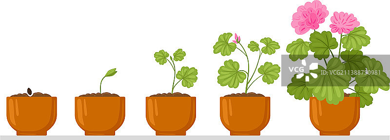 卡通植物生长过程：花、种子、发芽图片素材