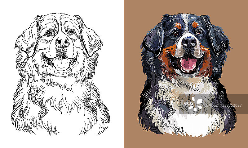 手绘伯恩山犬图片素材