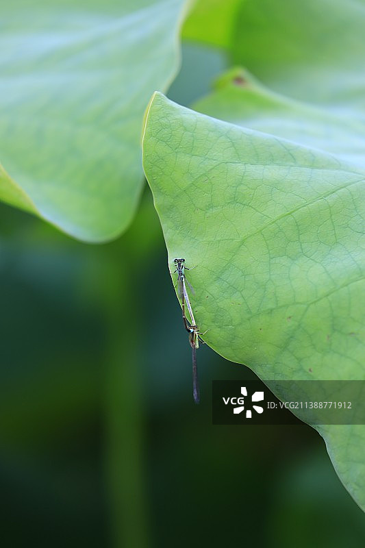 夏天夏日荷叶荷花昆虫豆娘蜻蜓自然风光美景壁纸图片素材