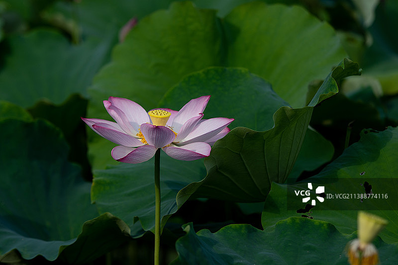 夏日荷花别样红夏天夏至荷塘荷叶田园风光壁纸图片素材