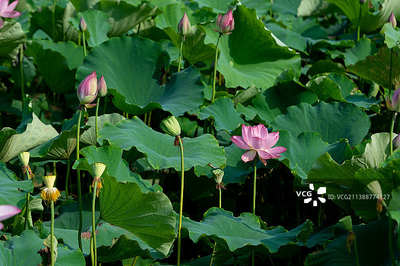 夏日荷花别样红夏天夏至荷塘荷叶田园风光壁纸图片素材