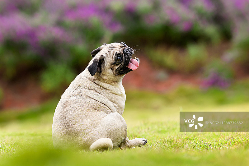 可爱的巴哥犬图片素材