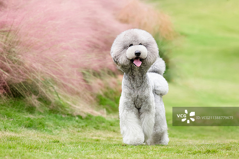 可爱的巨型贵宾犬图片素材