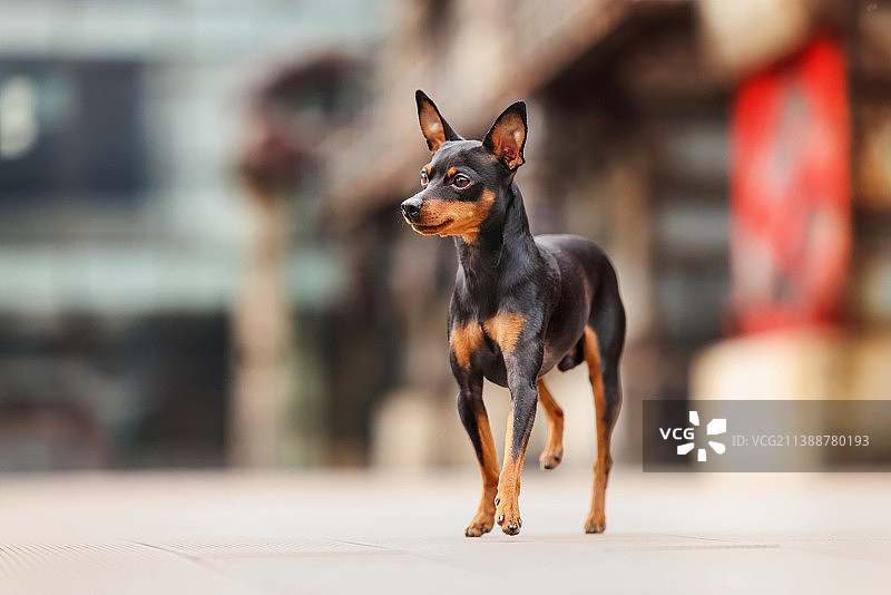 嬉戏的小鹿犬图片素材