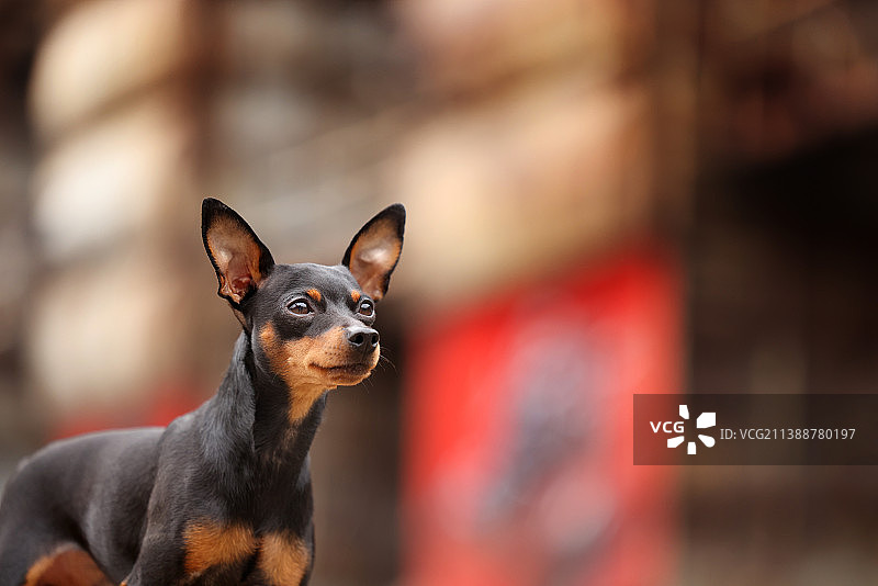 嬉戏的小鹿犬图片素材