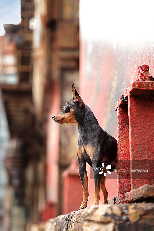 嬉戏的小鹿犬图片素材