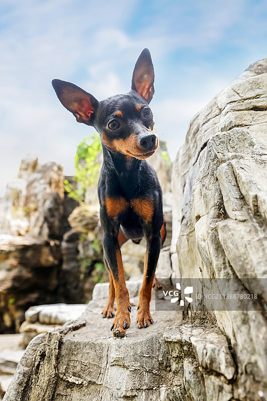 嬉戏的小鹿犬图片素材