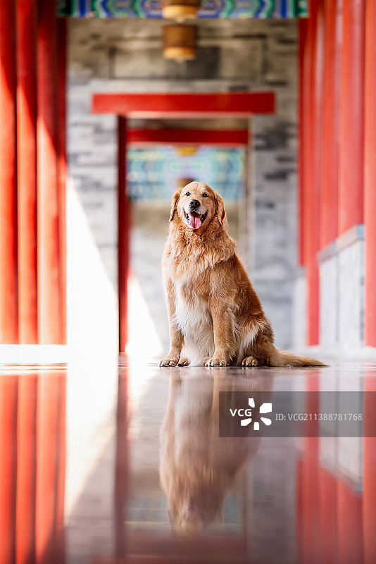 中国风的金毛寻回犬图片素材