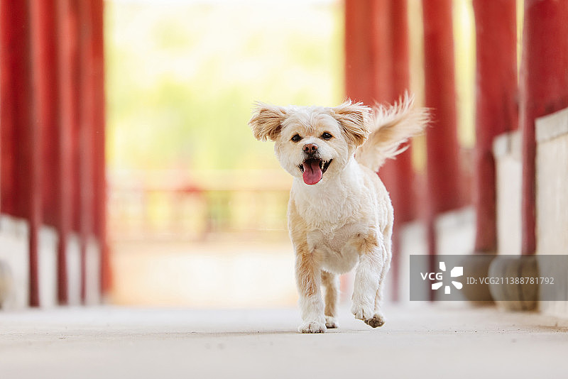 中国风的中华田园犬图片素材