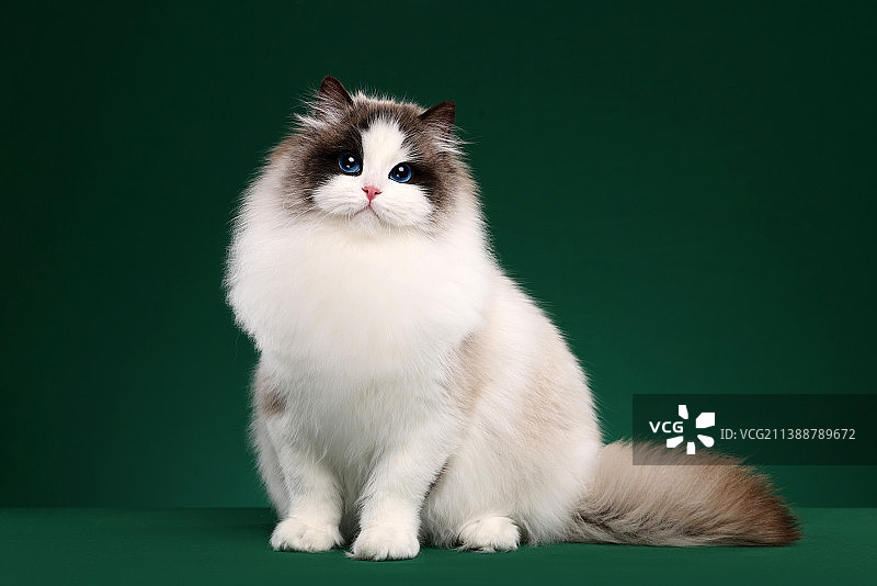 布偶猫图片素材