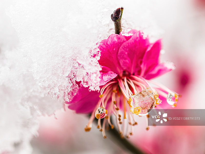雪中红梅 梅花图片素材