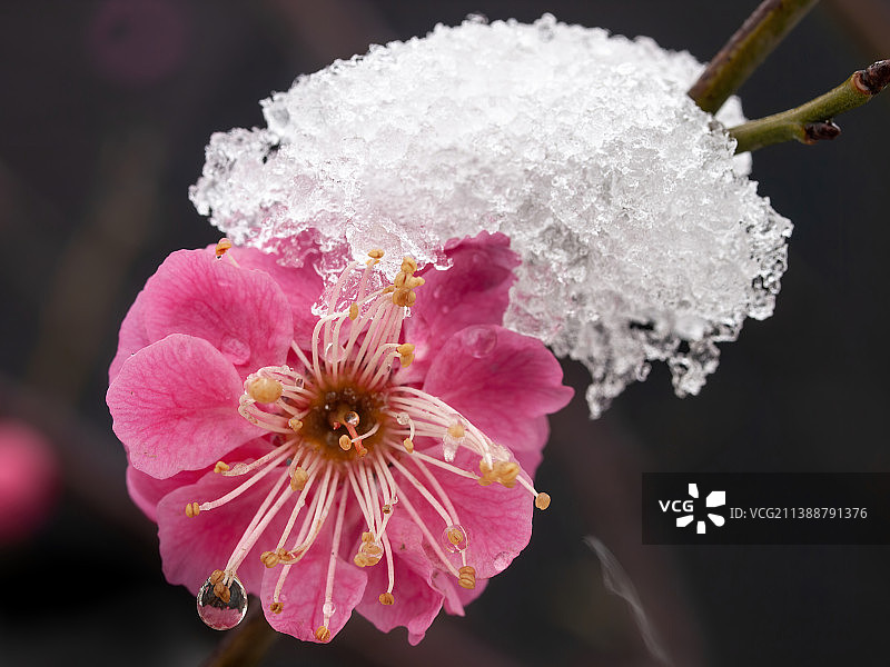 雪中红梅 梅花图片素材