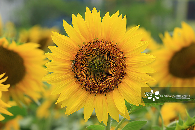 向日葵 葵花图片素材