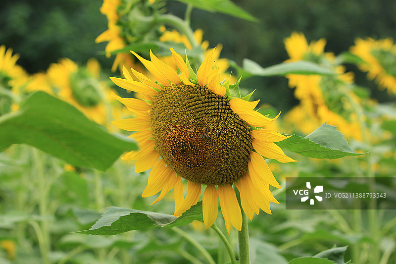 向日葵图片素材