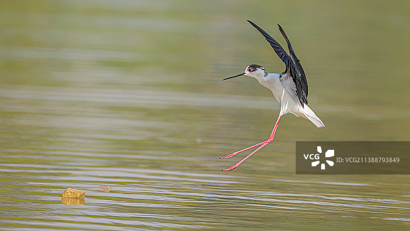 黑翅长脚鹬图片素材