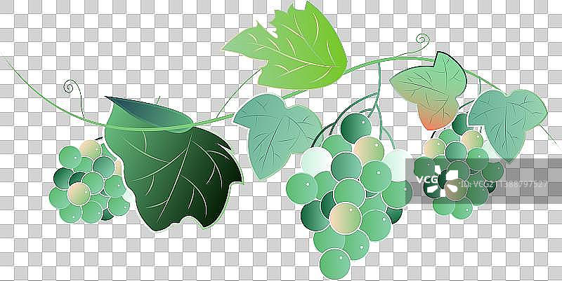 葡萄图片素材