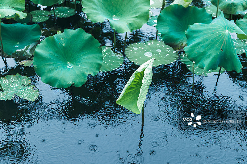 下雨天的荷塘荷花自然风景图片素材