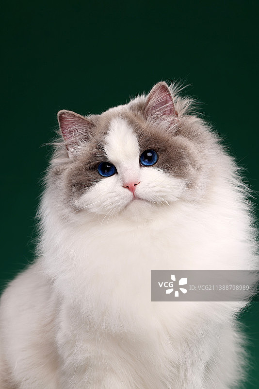 布偶猫图片素材