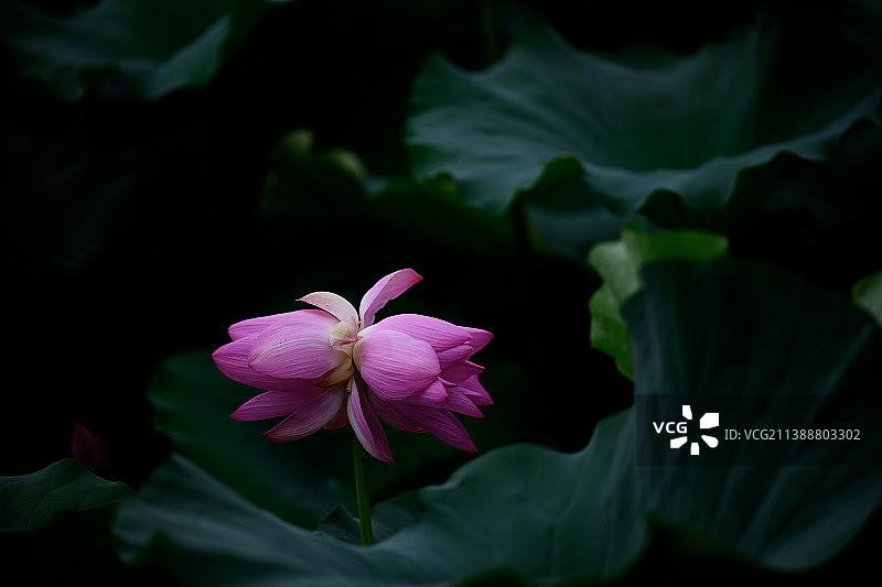 盛开的粉色并蒂莲花图片素材