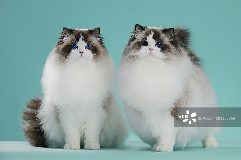 布偶猫图片素材