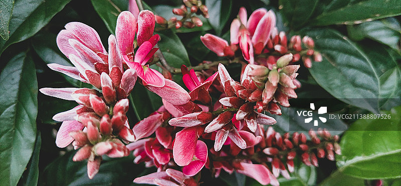 夏日鸡血藤图片素材