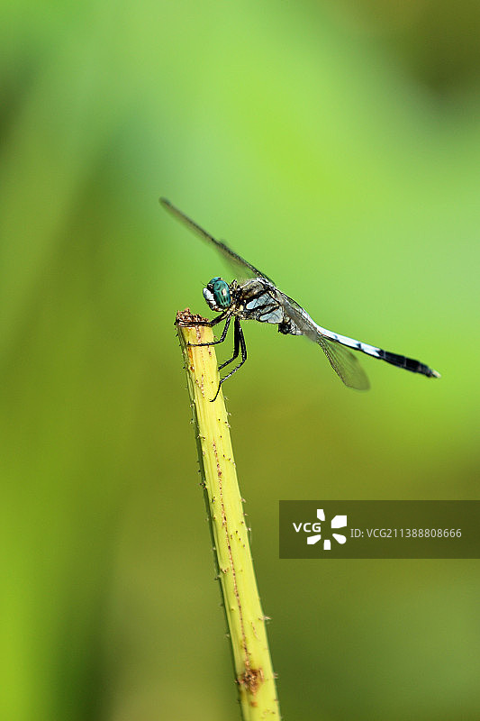 蜻蜓图片素材