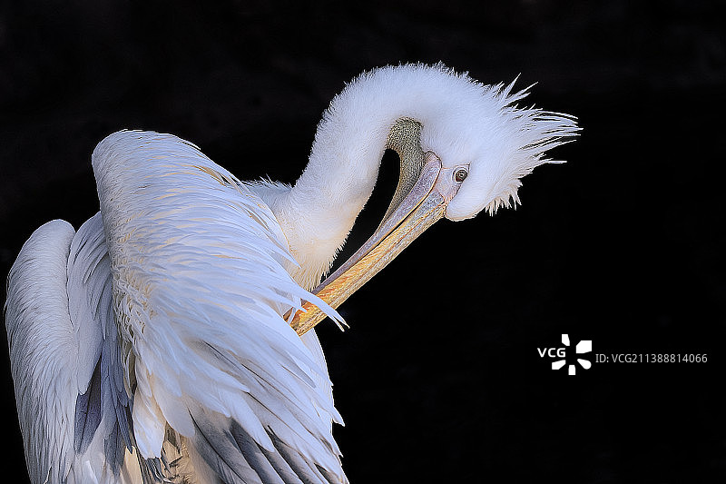 昆明园通山的鹈鹕图片素材