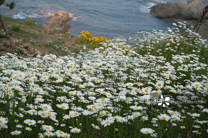 野外雏菊图片素材