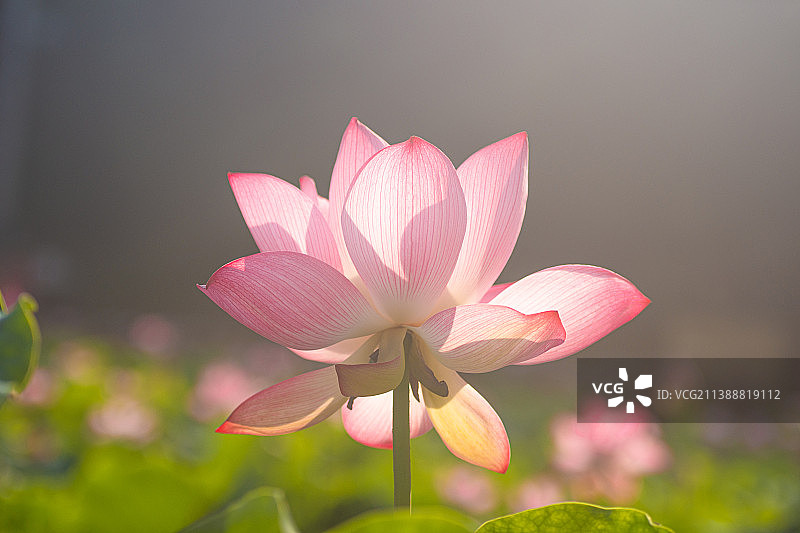 夏天荷花盛开荷叶田田美丽风景壁纸图片素材