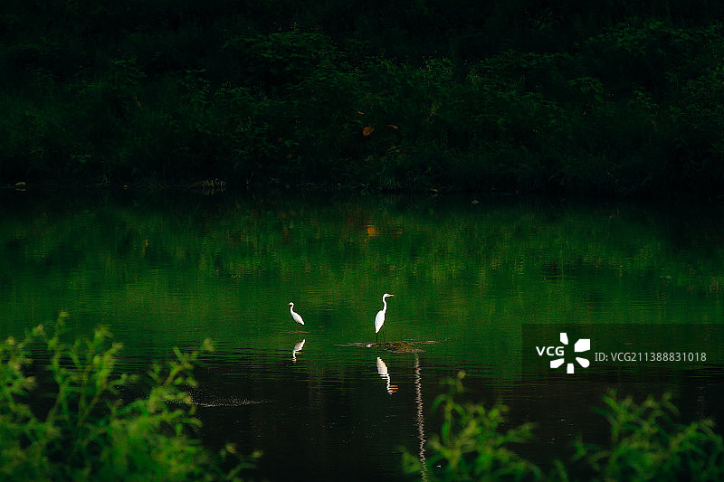 北京通州张家湾凉水河畔拍白鹭戏水图片素材