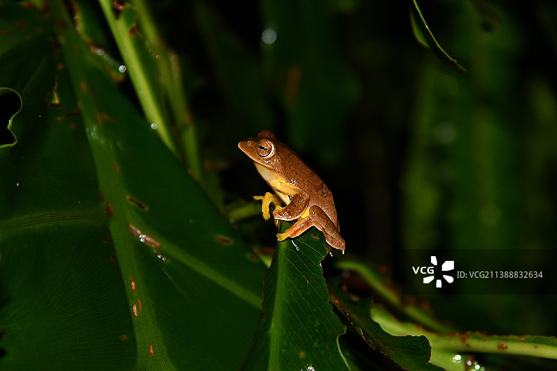 树蛙图片素材