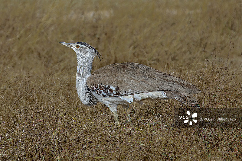 世上现体重最重的飞鸟…灰项鹭鸨图片素材