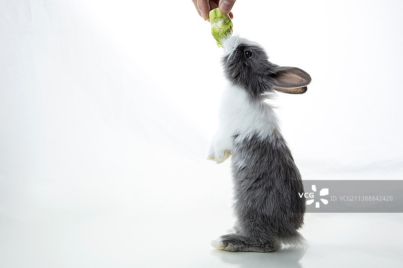 吃菜的小兔子图片素材