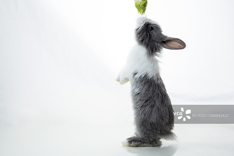 吃菜的小兔子图片素材