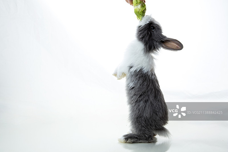 吃菜的小兔子图片素材