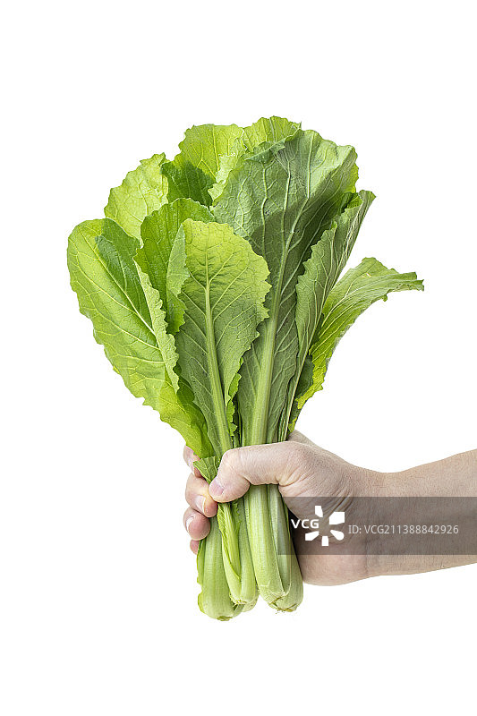 油麦菜静物图片素材