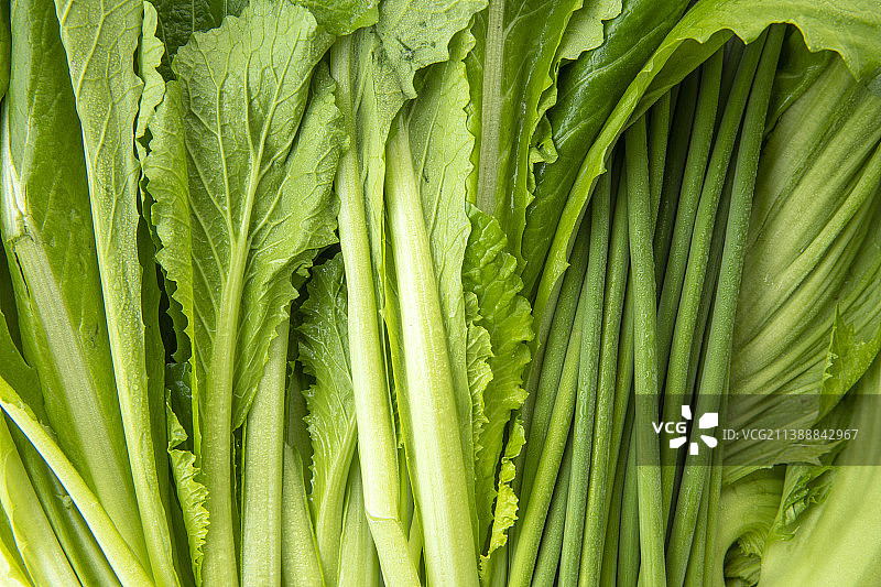新鲜的各种绿叶蔬菜特写图片素材
