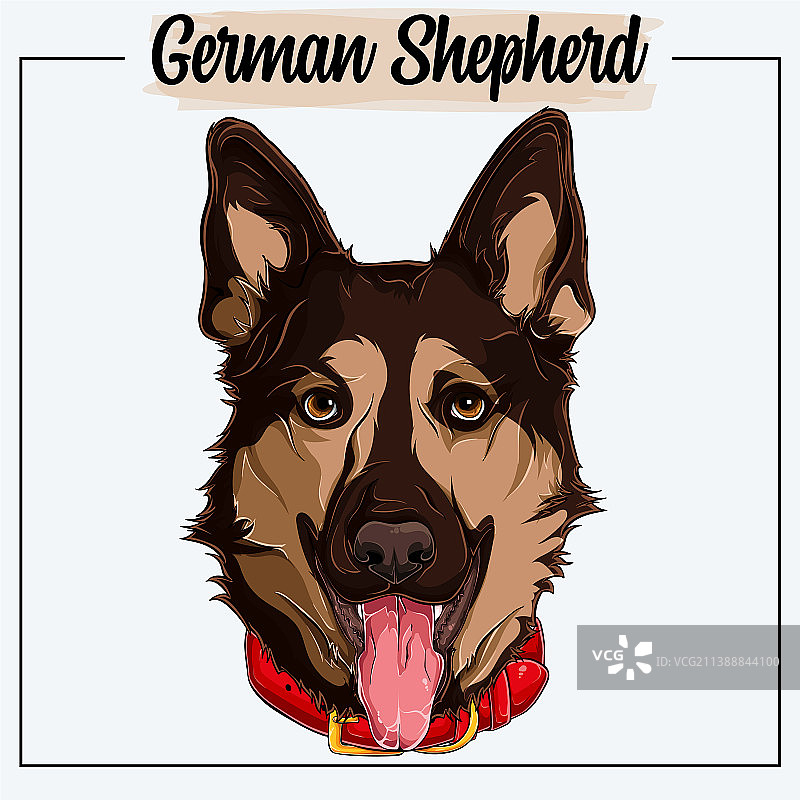 带有红色项圈的德国牧羊犬面部特写图片素材