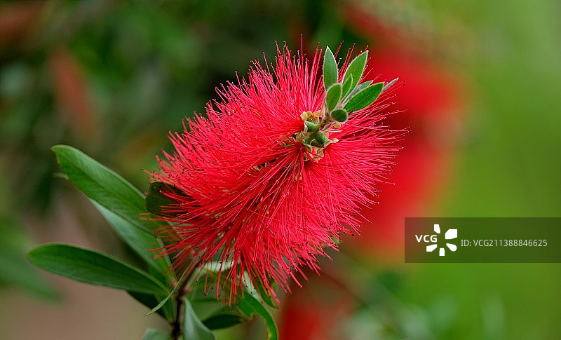 红千层图片素材